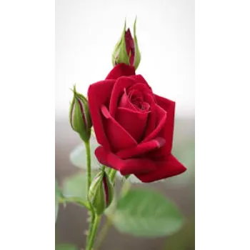 Fragance Red Rose Flower